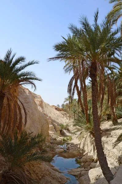 Ünlü Dağ Oasis Chebika Tunus Kuzey Afrika — Stok fotoğraf