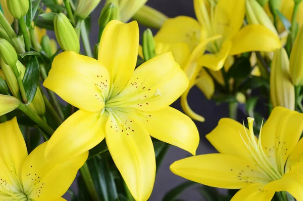 Kwiaty Żółte Lilie Ogrodzie — Zdjęcie stockowe