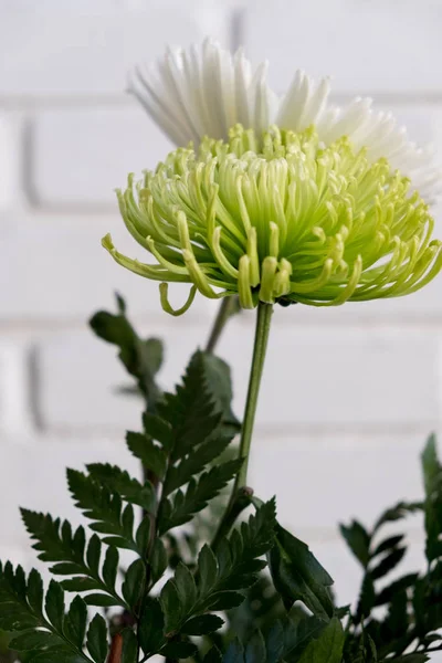 Krysantemum Blomster Væggen Baggrund - Stock-foto