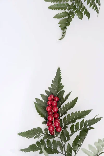 Red Berries Ferns Isolated — Stock Photo, Image