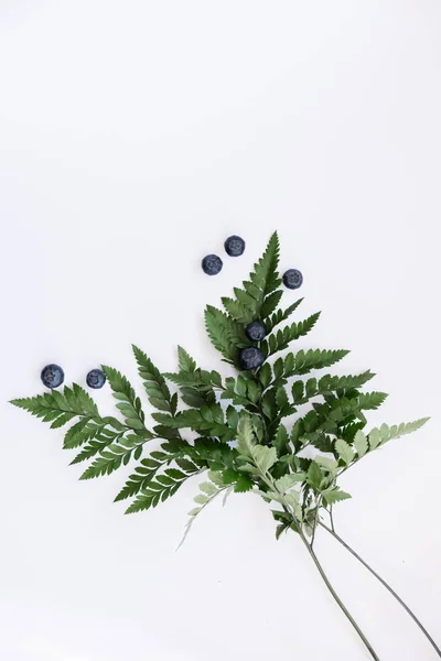 Blueberries Fern Leaves Isolated Royalty Free Stock Images
