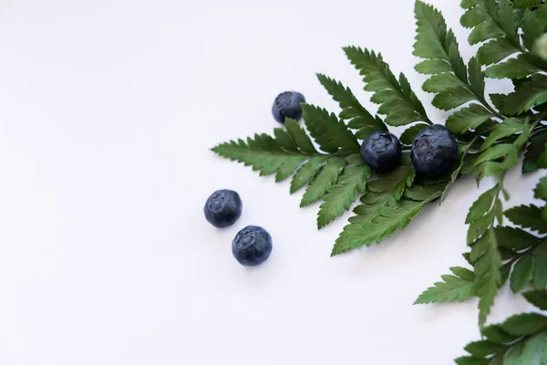 Blueberries Fern Leaves Stock Image