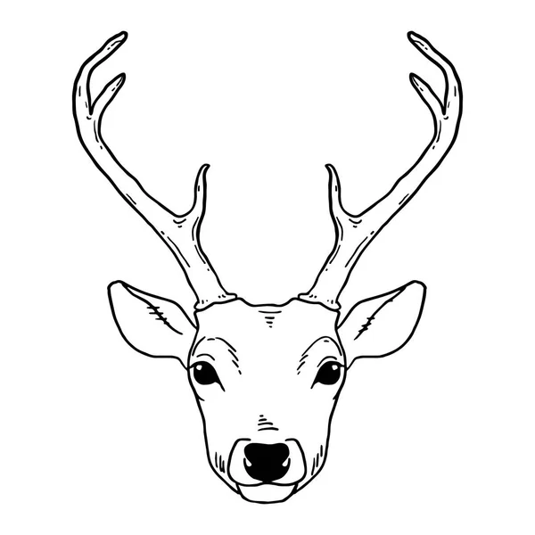 美しい鹿の絵 鹿の角を持つ ストックベクター C Olhamoroz