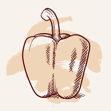 Taze tatlı biber izole. Sebze tasarım öğesi için çiftlik çarşı, vejetaryen yemek tarifi. Vintage oyma anahat tarzı sanatsal fırça darbesiyle vektör çizim.
