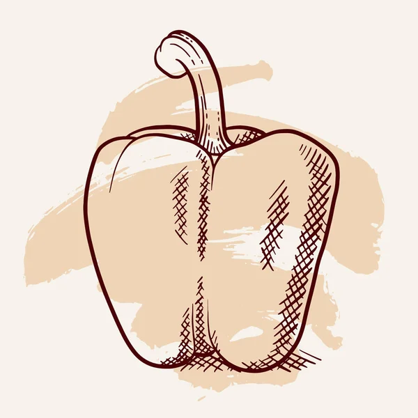 Taze tatlı biber izole. Sebze tasarım öğesi için çiftlik çarşı, vejetaryen yemek tarifi. Vintage oyma anahat tarzı sanatsal fırça darbesiyle vektör çizim.