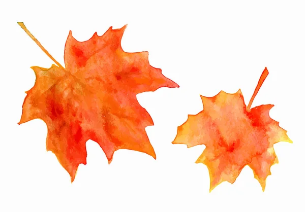 Bright Orange Watercolor Autumn Maple Leaves Isolated White Background — Stock Vector