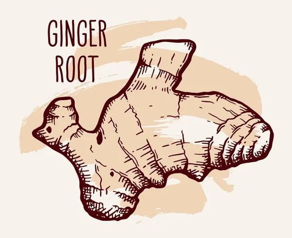 Ginger Root Brown Brush Stroke White Background Hand Drawn Vintage — Stock Vector