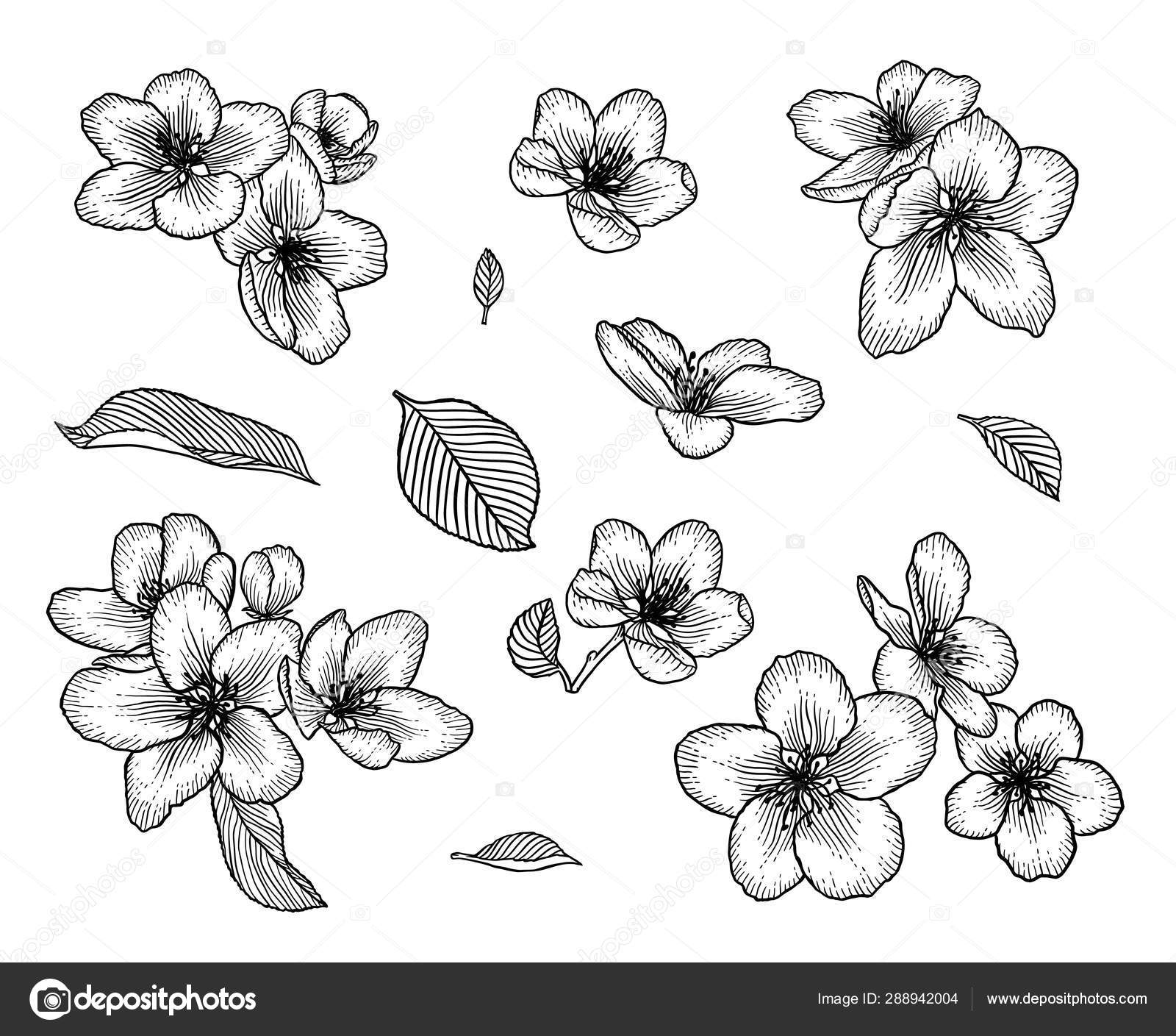 Flores de macieira florescendo mão desenhado conjunto ilustração Vetor de  ©de-kay 288942004, image size:1600x1409