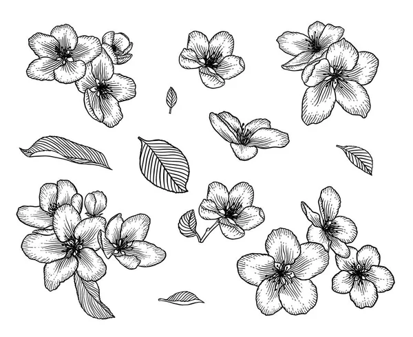 Blühender Apfelbaum Blumen von Hand gezeichnet Illustration Set — Stockvektor