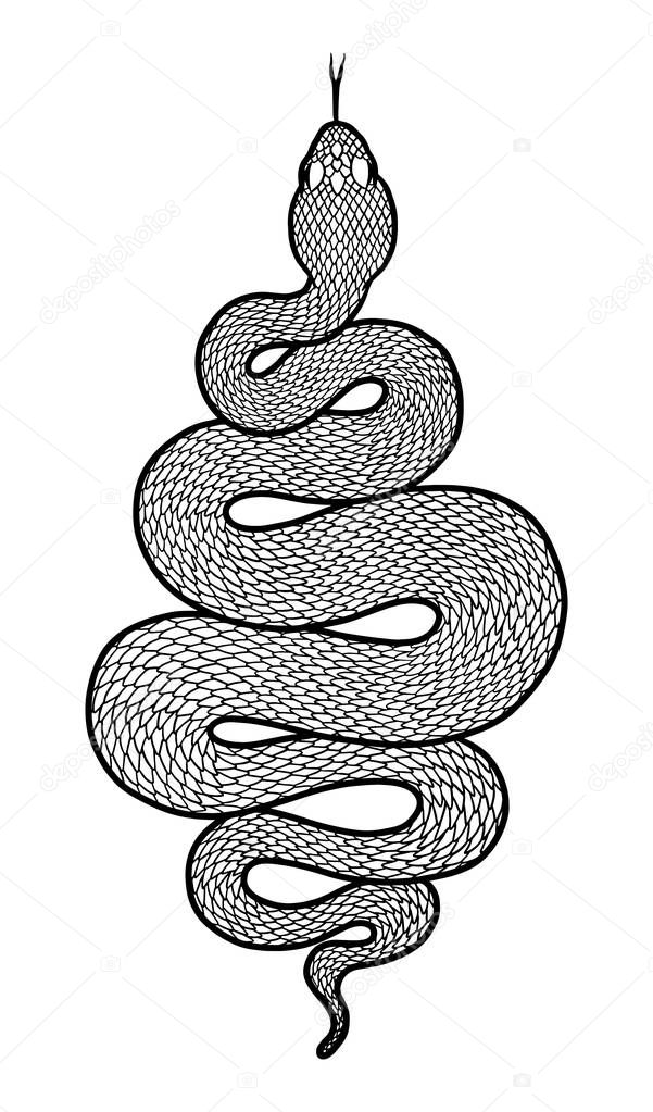 Coiled snake detailed illustration. Tribal serpent in black isolated over white background. Vector tattoo design.