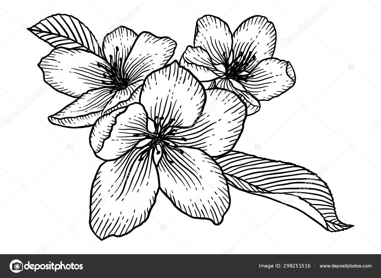 Floração macieira flores mão desenhada ilustração Vetor de ©de-kay 298251516, image size:1600x1167