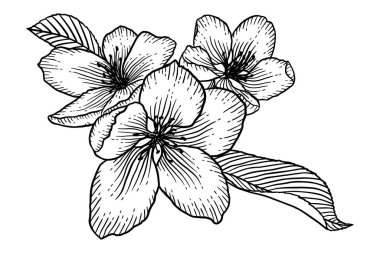 Çiçekaçan elma ağacı çiçekleri el çizilmiş illüstrasyon