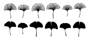 Ginkgo ya da Gingko Biloba yaprakları. Doğa botanik vektör oymacılığı ve siluet çizimi, beyazın üzerine izole edilmiş siyah bitkisel tıp grafiği.