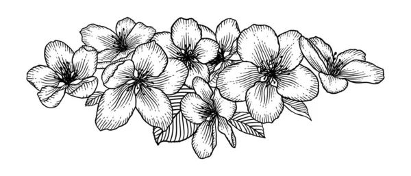 Virágzó Almafa Virágok Fekete Fehér Vázlat Vektor Illusztráció Elszigetelt Fehér — Stock Vector