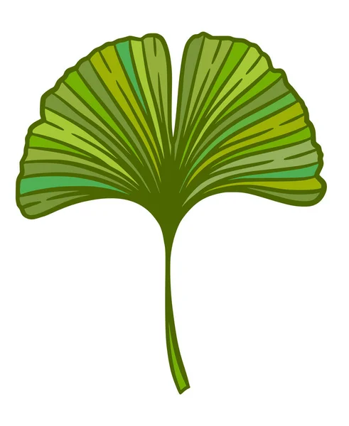 Feuille Ginkgo Gingko Biloba Nature Illustration Vectorielle Botanique Phytothérapie Graphique — Image vectorielle