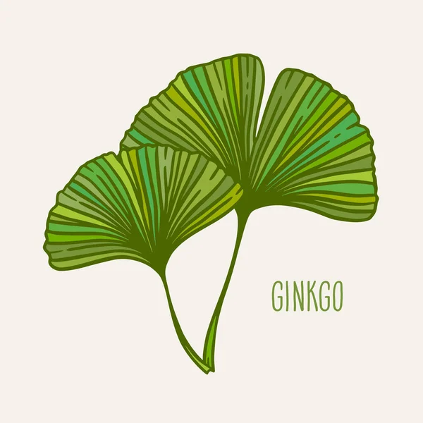 Ginkgo Folhas Gingko Biloba Natureza Ilustração Vetor Botânico Gráfico Fitoterapia — Vetor de Stock
