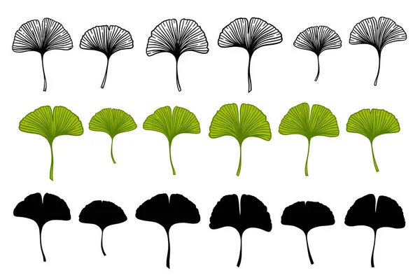 Ensemble Feuilles Ginkgo Gingko Biloba Nature Illustration Vectorielle Botanique Phytothérapie — Image vectorielle