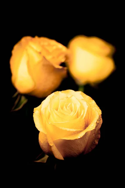 Tři Žluté Růže Černém Pozadí Mělké Dof — Stock fotografie