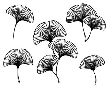 Ginkgo ya da Gingko Biloba yaprakları ve dalları hazır. Doğanın botanik vektör oymacılığı, beyazın üzerine izole edilmiş siyah bitkisel tıp grafiği.