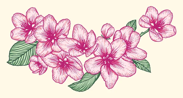 Blooming apple tree flowers. Pink vector illustration isolated over white. Hand drawn nature romantic floral spring drawing.