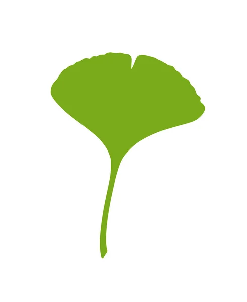 Zielony Ginkgo Lub Liść Gingko Biloba Natura Wektor Botaniczny Ilustracja — Wektor stockowy