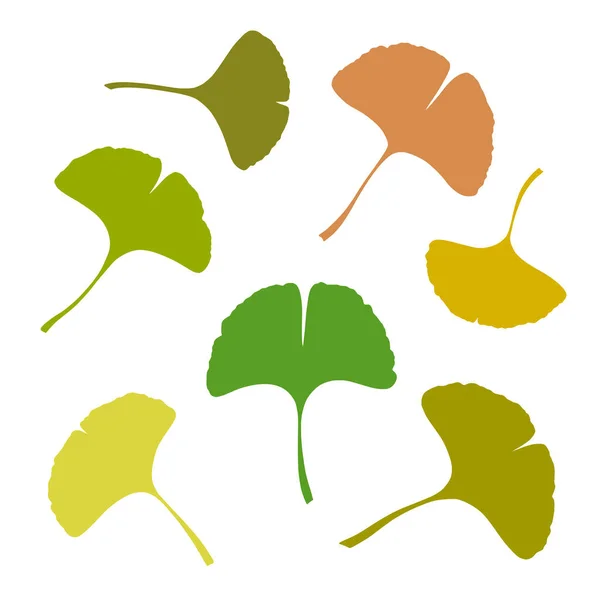 Ensemble Feuilles Ginkgo Gingko Biloba Illustration Silhouette Vectorielle Botanique Nature — Image vectorielle