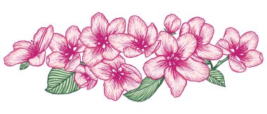 Pembe elma ağacı çiçekleri. Beyaz üzerinde izole edilmiş bir taslak vektör çizimi. El çizimi doğa, romantik bahar çizimi..