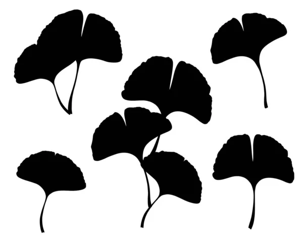 Гинкго Гинкко Билоба Листья Ветви Набор Природа Ботанический Векторный Силуэт — стоковый вектор