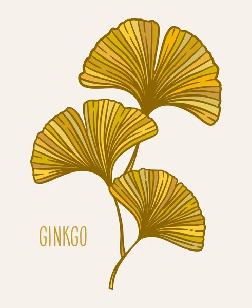 Осень Гинкго Гинкко Билоба Уходит Природа Ботанические Векторные Иллюстрации Травяная — стоковый вектор