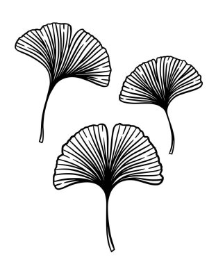 Ginkgo ya da Gingko Biloba yaprakları. Doğanın botanik vektör oymacılığı, beyazın üzerine izole edilmiş siyah bitkisel tıp grafiği.