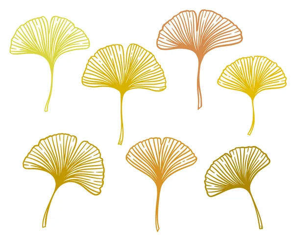 Осень Гинкго Гинкко Билоба Листья Сет Природа Ботанические Векторные Иллюстрации — стоковый вектор