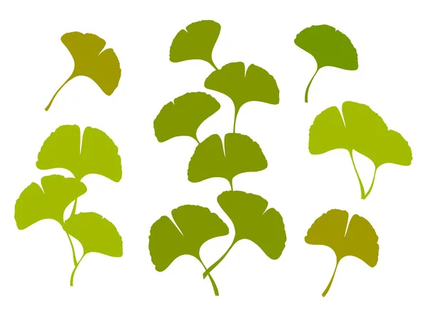 Ginkgo Gingko Biloba Branches Leaves Set Nature Botanical Vector Illustration — Stock Vector