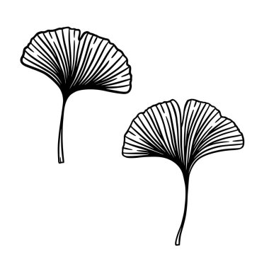 Ginkgo ya da Gingko Biloba yaprakları. Doğanın botanik vektör oymacılığı, beyazın üzerine izole edilmiş siyah bitkisel tıp grafiği.