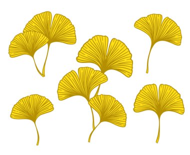 Güz Ginkgo ya da Gingko Biloba dalları ve yaprakları. Doğanın botanik sonbahar vektör çizimi, beyazın üzerinde izole edilmiş sarı bitkisel tıp grafiği.
