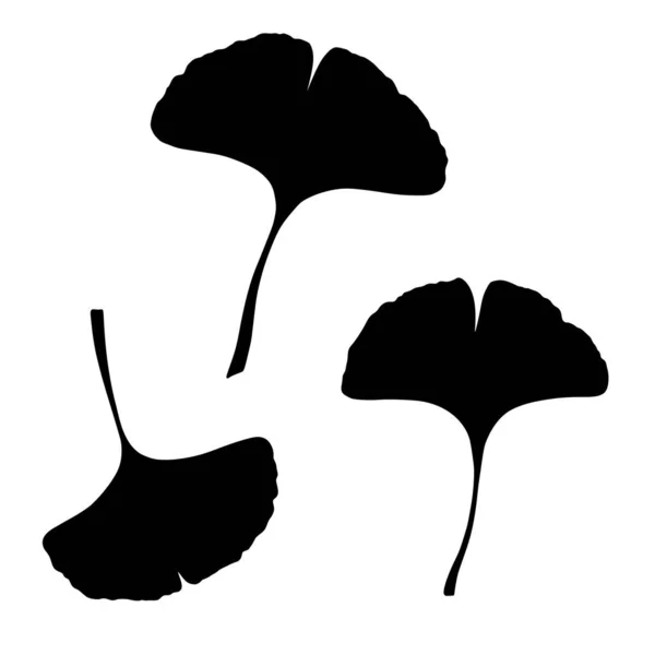 Ginkgo Gingko Biloba Bladeren Ingesteld Natuur Botanische Vector Silhouet Illustratie — Stockvector