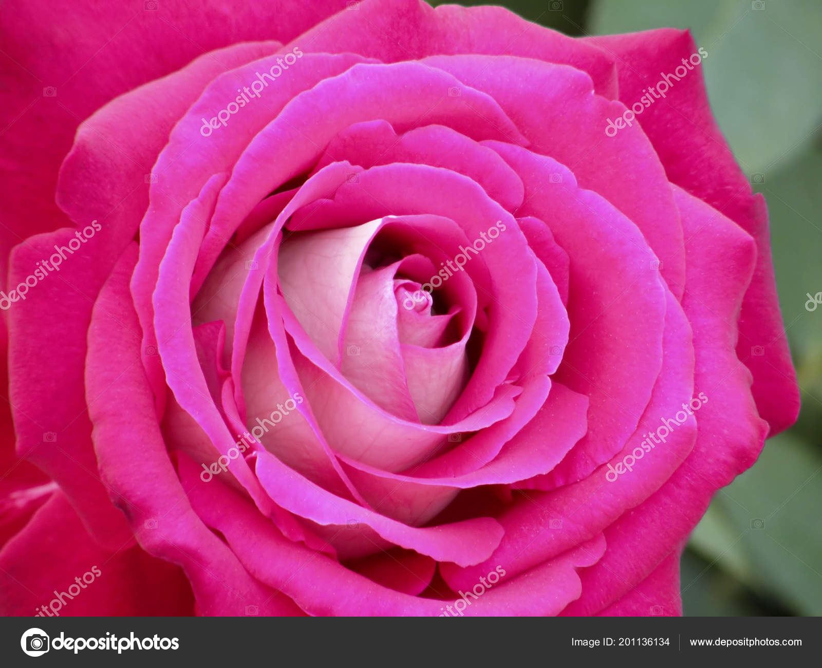 Very Beautiful Flowers Images - 1 / Most beautiful aspect of these ...