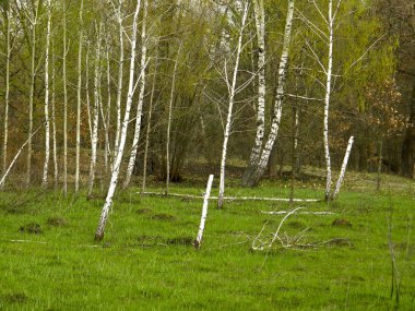 Güzel huş grove bahar.