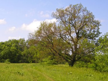 Orman arka planda çok eski meşe ağacı.