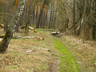 Bahar ormandaki bir toprak yol
