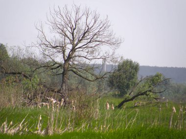Güzel ağaçlar ve boggy çayır