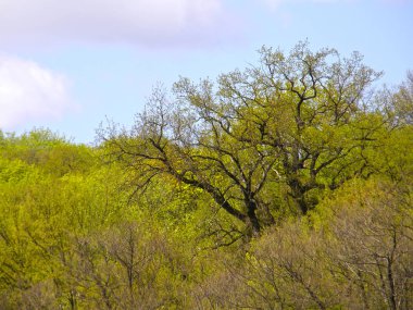 Bir bahar ormanı arka planda çok büyük meşe ağacı.