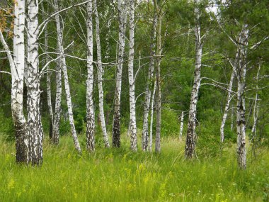 Çok güzel bahar huş ağacı orman
