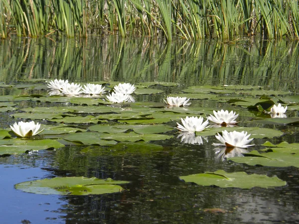 Hermosos Lirios Blancos Lago — Foto de Stock