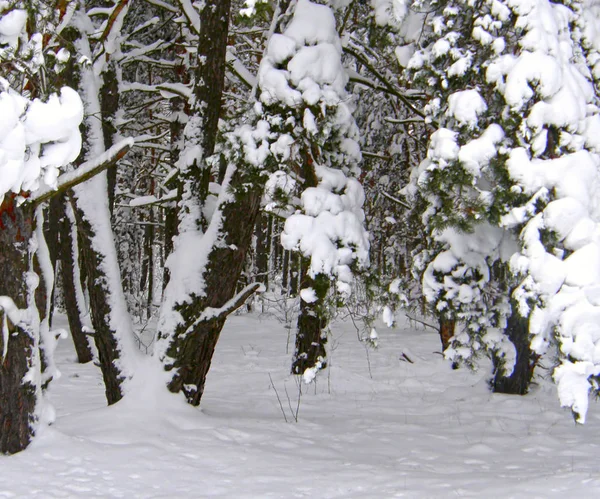 Beautiful Winter Pine Forest — Stock Photo, Image