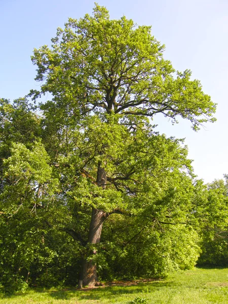 Orman arka planda çok eski meşe ağacı.