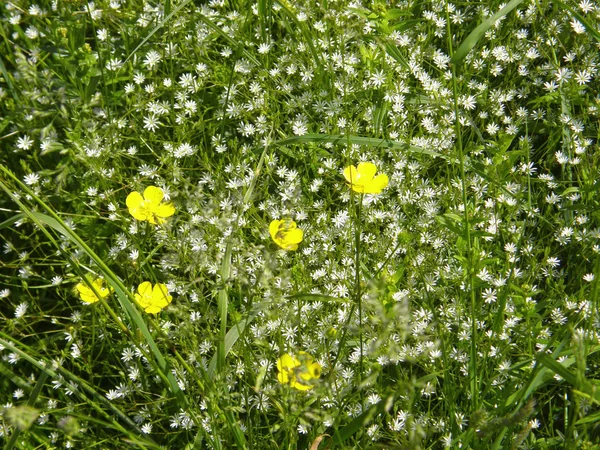 Lindas Flores Campo Primavera — Fotografia de Stock