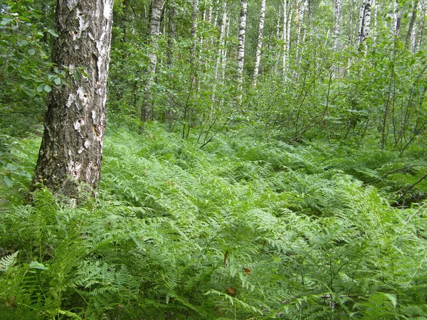 森林中的大桦树和蕨类植物 — 图库照片
