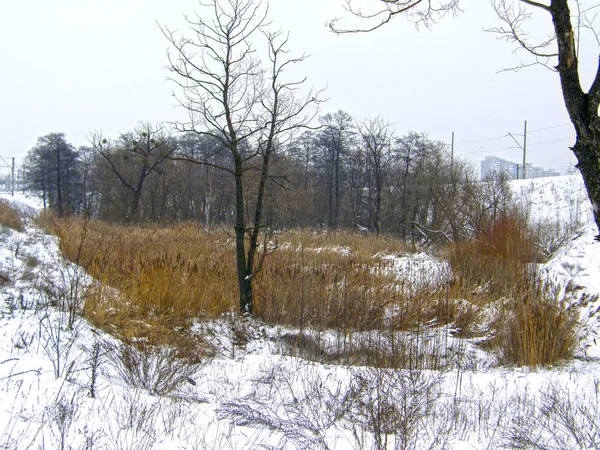 Hermosa Naturaleza Invernal Bosque Cañas Secas — Foto de Stock