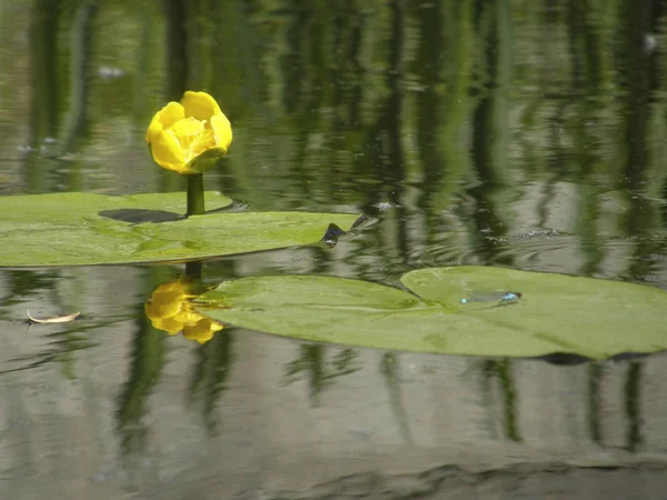 Belo Ovo Amarelo Libélula — Fotografia de Stock