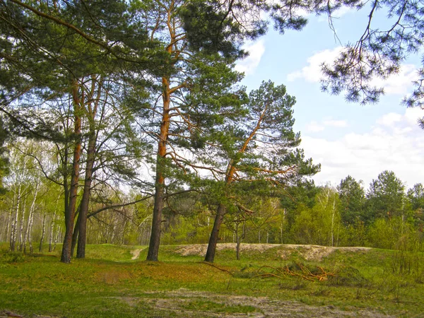 Hermoso Bosque Pino Primavera — Foto de Stock